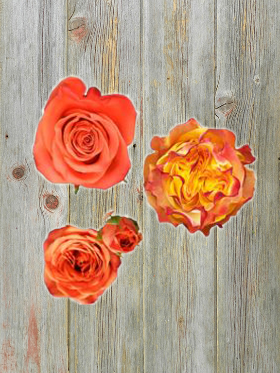 ROSES ALL AROUND  ORANGE COMBO BOX